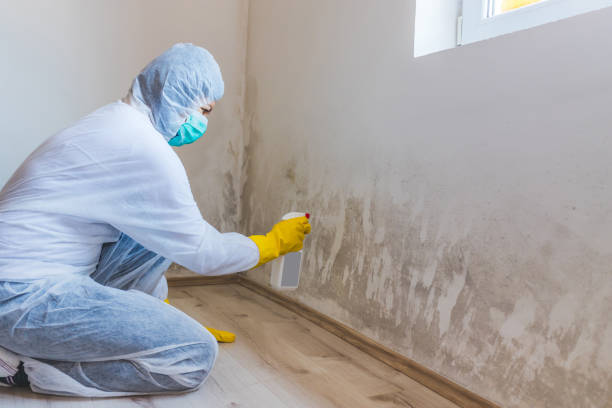 Licensed Black Mold Remediation service in Newton, MA - Car Mold Remediation