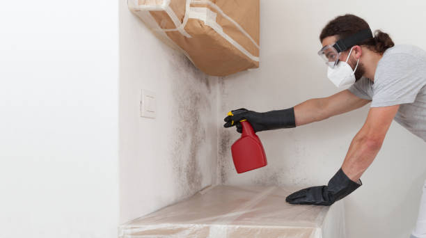 Professional Black Mold Remediation technician working in Newton, MA