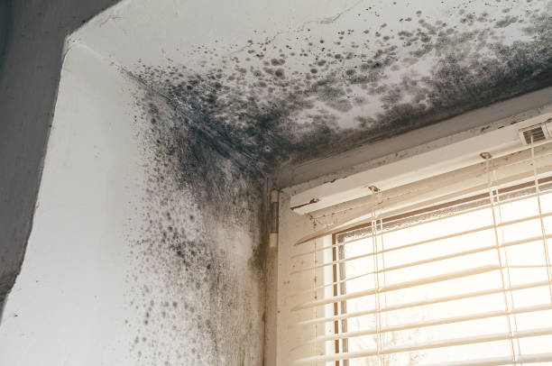 Affordable Black Mold Remediation solutions in Newton, MA